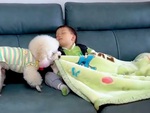 Chó cưng đắp chăn cho cậu chủ ngủ
