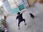 Chú chó chán không buồn nói khi nhìn cô chủ múa đường quyền