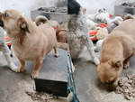 Chú chó giả vờ chửi lộn để trộm đồ ăn