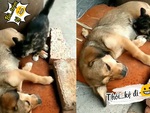 Mèo con đói bụng bú bừa khi vắng mẹ