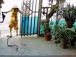 Người phụ nữ hoảng hồn khi bị rắn tấn công