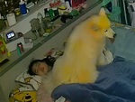Cô chủ nằm ngủ ngỡ bóng đè vì chó cưng ngồi lên người