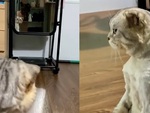 Mèo đứng hình khi nhìn thấy mình trong gương