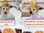 Chú chó bỏ về chuồng vì sinh nhật mình mà không ai quan tâm