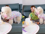 Cô chó dịu dàng lấy khăn giấy cho cậu chủ lau nước mắt