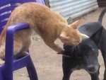 Mèo cay cú vì bị chú chó cướp đồ ăn
