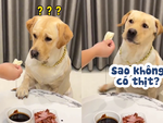 Chú chó đòi cô chủ cuốn bánh tráng có thịt mới chịu ăn