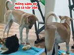 Chú chó lươn lẹo nhân cơ hội đồng bọn lơ là cuỗm đồ ăn