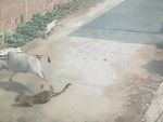 Bò mẹ cứu con thoát hiểm trước báo hoa mai