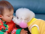 Cô chó chiều lòng cậu chủ để kiếm miếng ăn