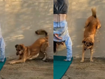 Chú chó thi trồng chuối với cô chủ
