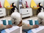 Chú chó giận dỗi khi cô chủ chơi ăn gian