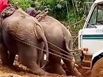 Hai chú voi hợp sức giải cứu ô tô tải bị mắc kẹt ở sình lầy