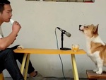 Chú chó ngồi hát song ca với ông chủ siêu ngầu