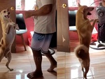 Chú chó nhảy vũ điệu cha cha cha cùng ông chủ siêu ngầu