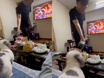 Chú chó đam mê hát karaoke siêu hài