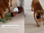 Chú chó cay cú khi bị cậu chủ vu oan làm đổ chậu cây