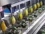 Máy gọt xoài tự động siêu nhanh