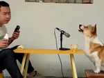 Video hài nhất tuần qua: Chú chó ngồi hát song ca với ông chủ