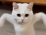 Mèo dang chân nhảy điệu lái mô tô