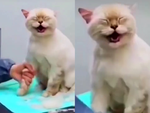 Chú mèo khóc như em bé khi đi làm đẹp