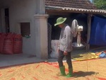 Cách đi lúa giữa trưa nắng mà người vẫn mát