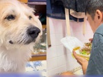 Chú chó ngồi khóc thút thít khi sen không cho ăn
