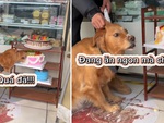 Cậu chủ chán không buồn nói khi chó cưng lén ăn bánh gato của quán