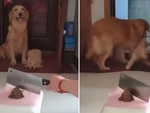 Chó mẹ vội kéo con ra ngoài khi thấy cảnh bạo lực