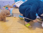 Chú chó nhận quả báo vì tham ăn