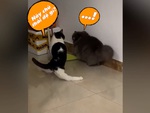Mèo 'giang hồ' khiến đồng bọn khiếp vía