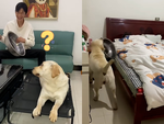 Chú chó trả đũa khi bị ông chủ phá giấc ngủ