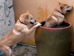 Hai chú chó nhảy vào lu tắm khi trời nắng nóng