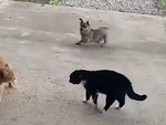 Chú chó cổ vũ nhiệt tình cho hai con mèo đánh nhau