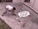 Chú mèo chán không buồn nói khi sen múa 'xà quyền'