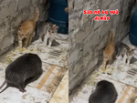 Cũng là mèo và chuột nhưng lạ lắm