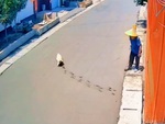 Thợ xây chán không buồn nói khi chú chó chạy vào đường bê tông vừa đổ