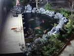 Cá koi suýt chết vì giữa đêm vượt vũ môn