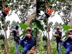 Chàng trai hứng đu đủ không tập trung bị quả rơi trúng đầu