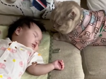 Tan chảy với câu chuyện của chú mèo bảo mẫu