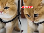 Chú mèo diễn sâu hung dữ siêu đáng yêu