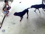 Hai chú chó vội xin lỗi sen vì làm hỏng iPhone