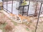 Hổ mẹ hiểu ý vào chuồng để người nhân viên cứu hổ con kẹt gốc cây