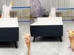 Mèo ‘nổ đom đóm mắt' khi xem đồng bọn đánh bóng bàn