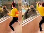 Khỉ đột chán khi bị nữ du khách nhảy nhót trêu ngươi