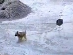Chú chó hoảng hồn bỏ chạy vì tưởng lò nướng rượt đuổi mình