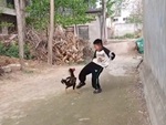 Gà trống hết lì lợm vì dám hổ báo với bé trai