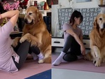 Chú chó chăm chỉ tập yoga với cô chủ