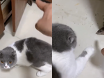 Cười sảng với chú mèo không thích bắt chuột