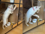 Chú mèo tự mở khóa cửa chuồng trốn đi chơi